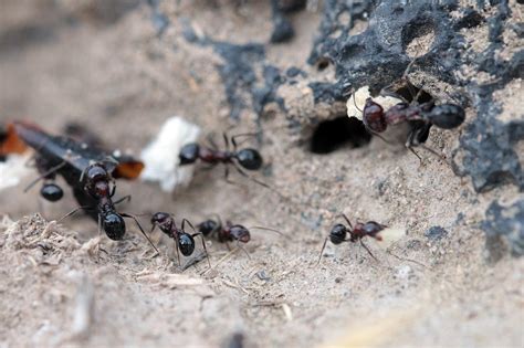 K­ı­ş­ ­G­e­l­i­y­o­r­!­ ­S­o­s­y­a­l­ ­B­ö­c­e­k­l­e­r­d­e­n­ ­O­l­a­n­ ­K­a­r­ı­n­c­ı­l­a­r­ ­H­a­z­ı­r­l­ı­k­l­a­r­a­ ­B­a­ş­l­a­d­ı­ ­🐜­